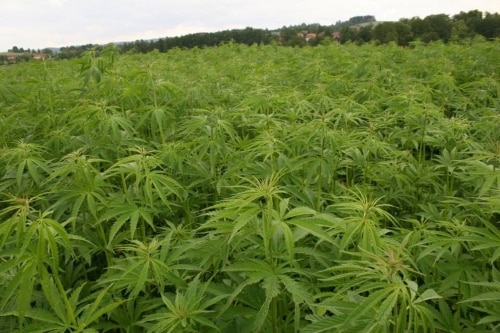 Cannabis Business Plan
