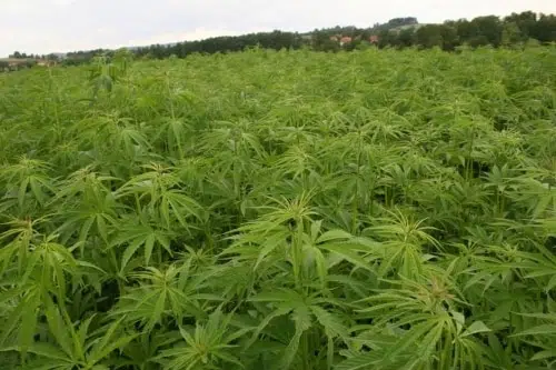 Cannabis Business Plan
