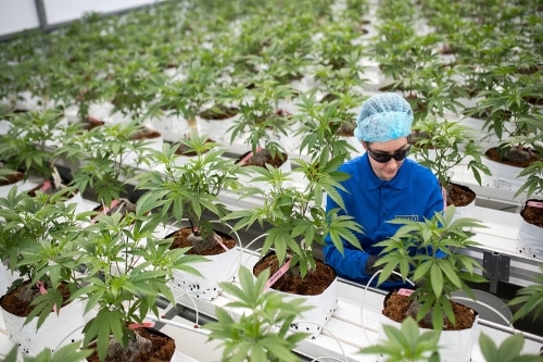 Criteria for a Cannabis Business License