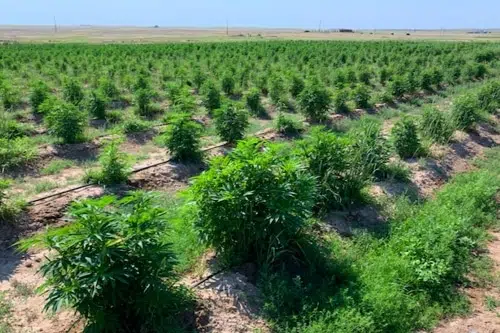 Cbd Oil Business Plan