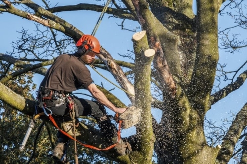HOW TO TAKE THE TREES YOULL BE USING WITHOUT HARMING THE REST