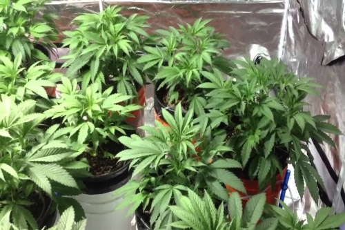 The Ultimate Guide to Starting a Marijuana Business