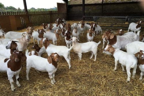Goat Fattening Business Plan