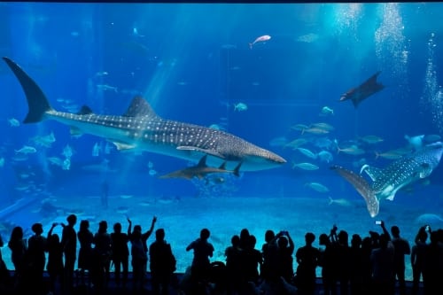 Shark Tank