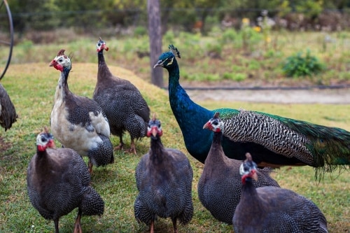 Turkey Bird Farm's Business Plan