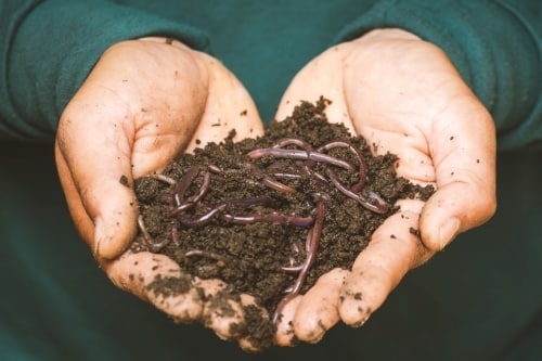 Worm Farm Business Plan