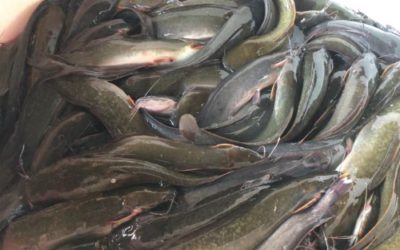 INSIGHT 5 Catfish Farm Business Plan