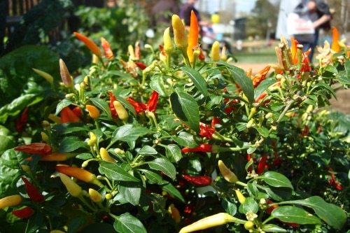 hot pepper production business plan