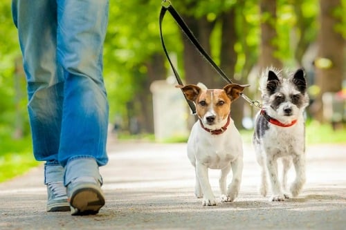 Dog Walking Service Business Plan