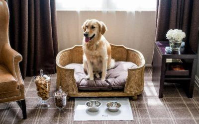 INSIGHT 1 Pet Hotel Business Plan