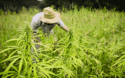 INSIGHT 9 Hemp Farm Business Plan