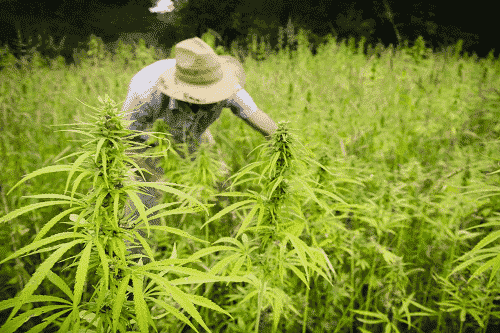 Hemp Farm Business Plan