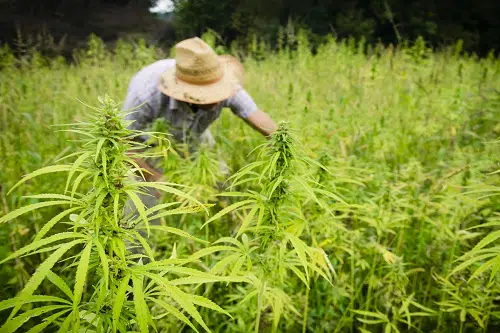 Hemp Farm Business Plan