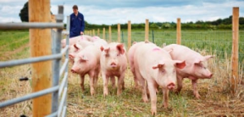 Piggery Farming Business Plan