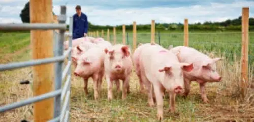 Piggery Farming Business Plan
