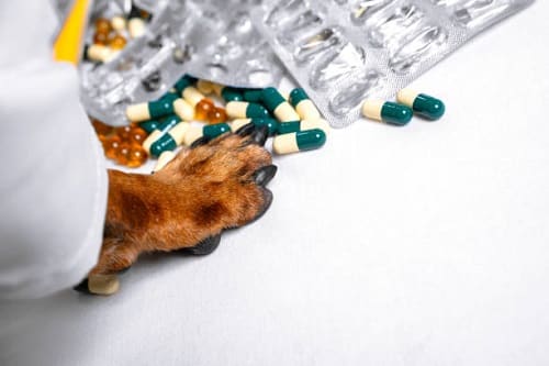 istockphoto capsule dog