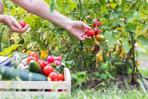 istockphoto homegardening