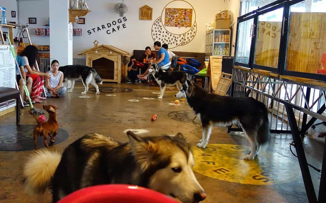 Dog Cafe Business Plan