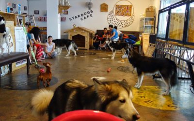 INSIGHT 3 Dog Cafe Business Plan