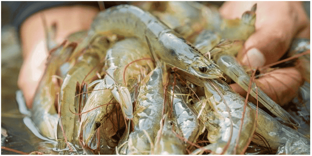 Indoor Shrimp Farming Business Plan
