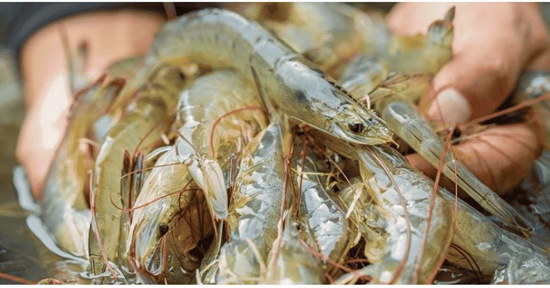 Indoor Shrimp Farming Business Plan