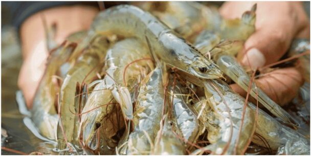 Indoor Shrimp Farming Business Plan