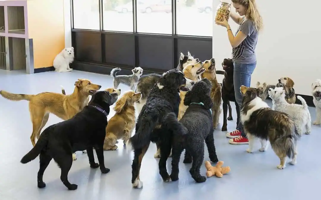 How to Write an Dog Daycare Business Plan
