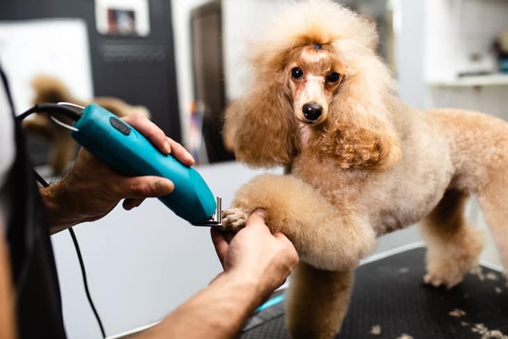 Dog Grooming Business Plan