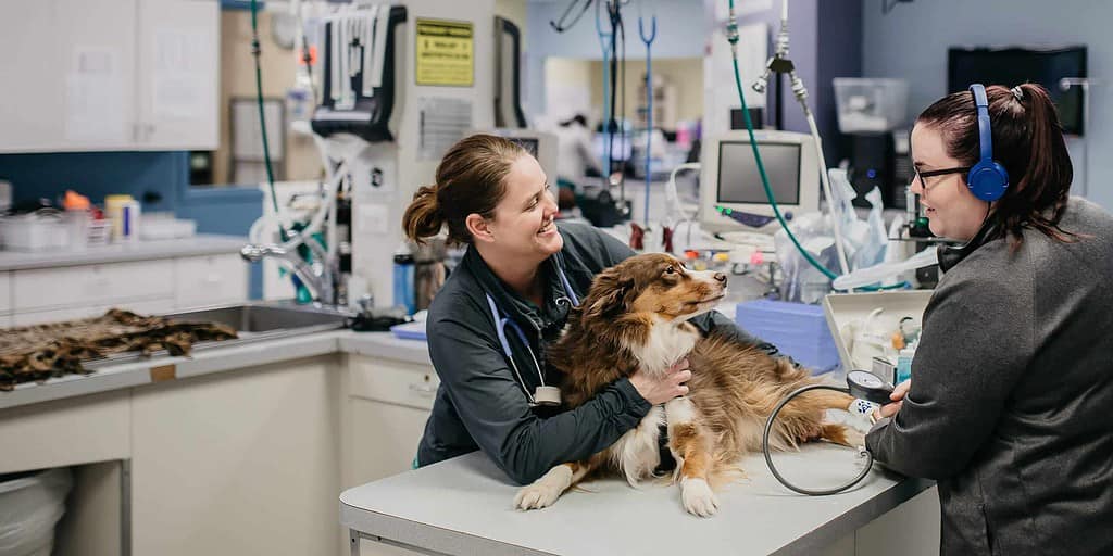 veterinary