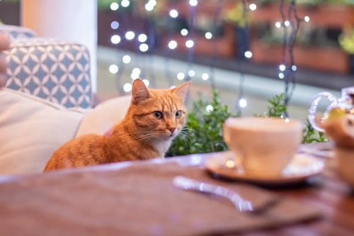 Cat Cafe