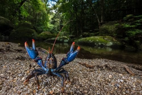 Crayfish