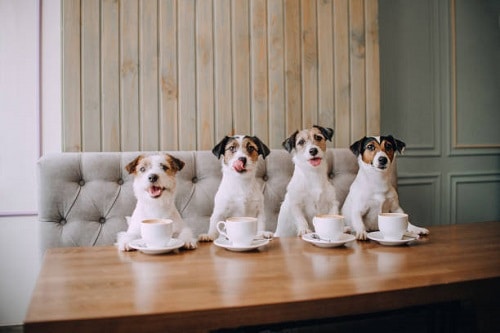 Dog Cafe