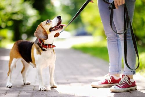 Dog Walking
