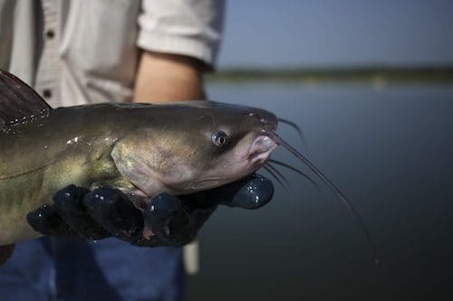 Catfish Farm Business Plan 1 GettyImages 866313416