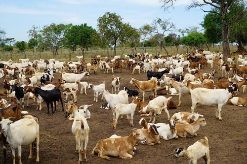 Goat Fattening 4