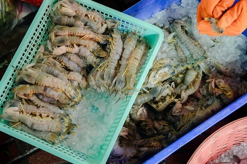 Indoor Shrimp Farming