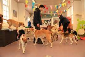 Doggie Day Care