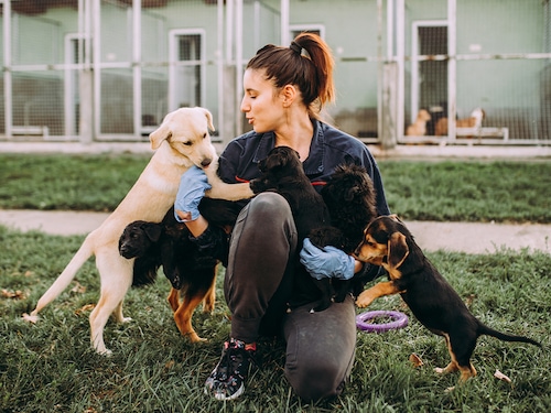 The Wildest Editorial Animal Shelter Hero AdobeStock 248142538