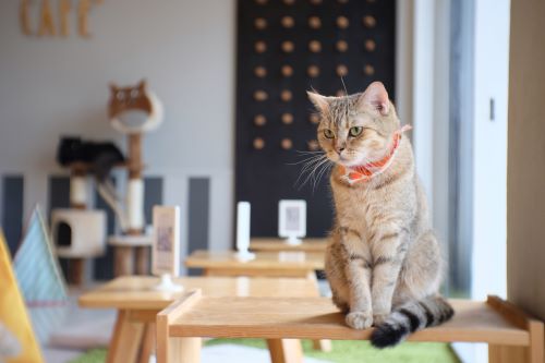 cat cafe business plan