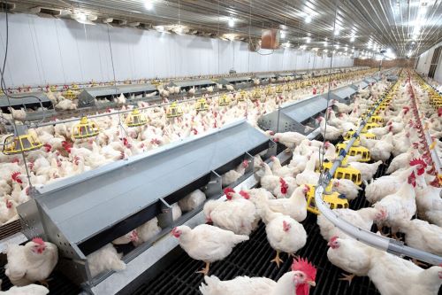 poultry business plan