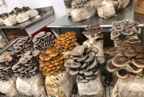 Mushroom Farm Business Plan