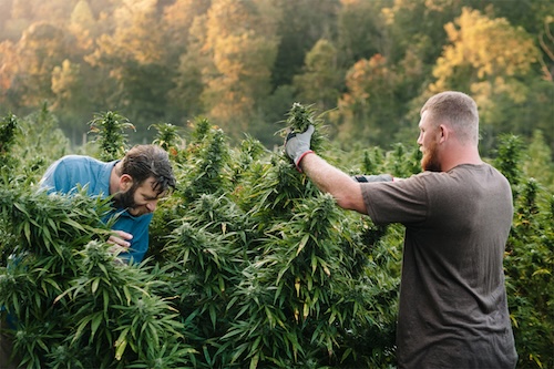 191021 young hemp farmers cannabis cbd green rush 3 Mike Lewis and Shelby Floyd Third Wave Farms credit Anna Carson DeWitt Photography