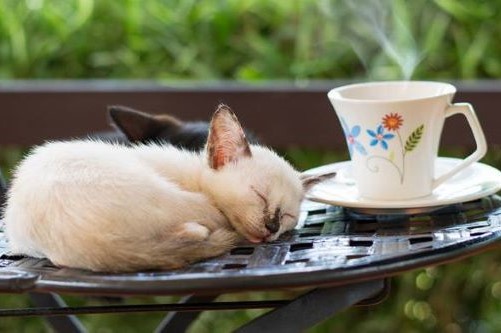 How to Start a Cat Cafe Business
