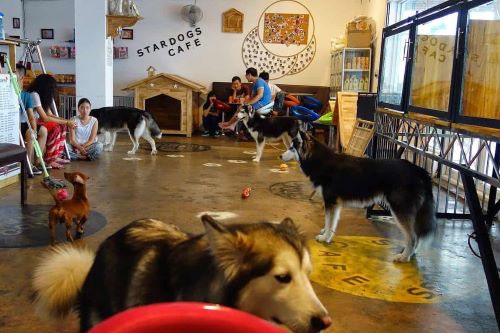 How to Start a Dog Cafe