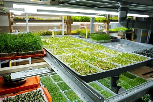 How to Start a Microgreens Business