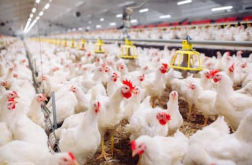 How to Start a Poultry Business