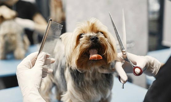 How to Start a Dog grooming Business