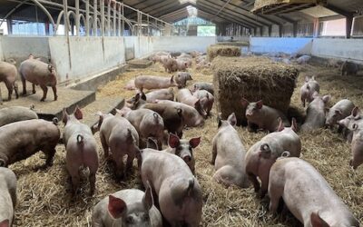 INSIGHT 4 Piggery Business Plan
