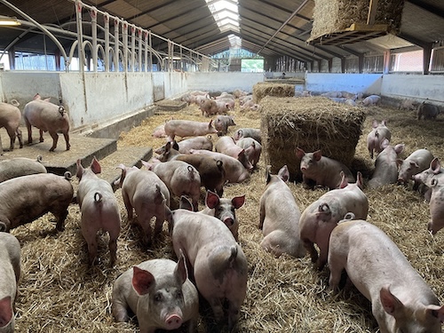 piggery farming business plan