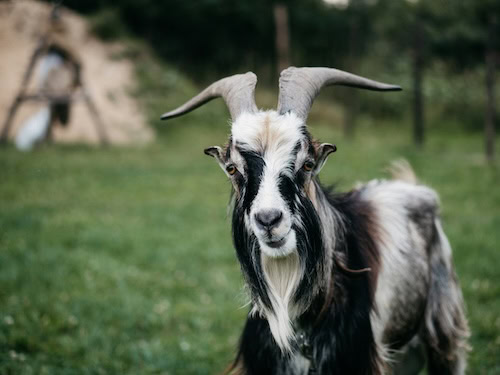 Goat Fattening Business Plan 1 krzysztof kowalik U2xmMHaZd8U unsplash
